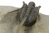 Spiny Cyphaspis Trilobite - Chocolate Brown Shell #248764-4